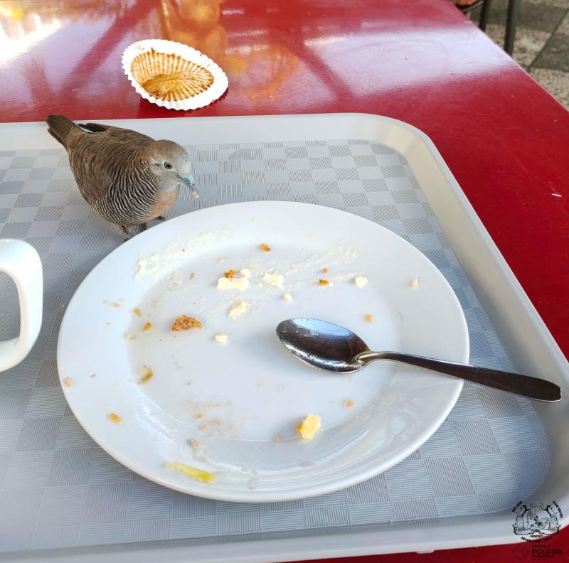 A zebra dove helping me finish my breakfast